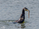 Cormorant – Kormoran